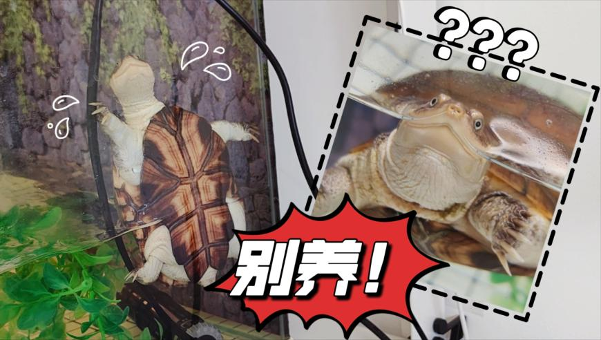 近期澳彩开奖结果查询表,大V：中美俄站在一起英法不满也没用,准确资料解释落实_精英版V6.73