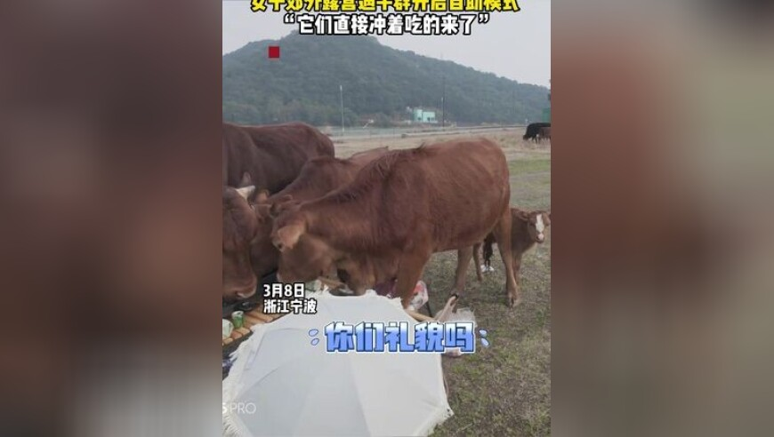 2O24年新澳门正版资料大全,外国人开始催更哪吒3了,展开解析落实_创新版V10.29